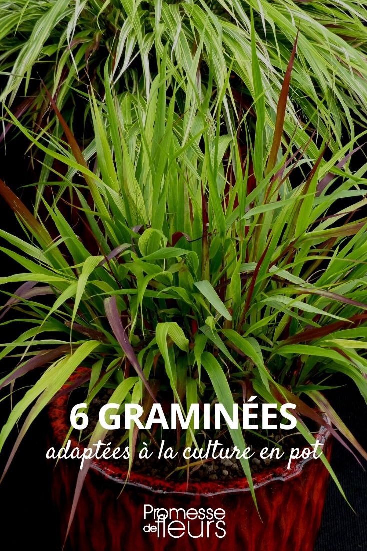 Our Selection of 6 Potted Grasses