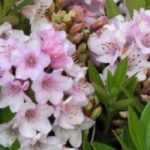 7 dwarf shrubs to grow in pots on an east-facing balcony