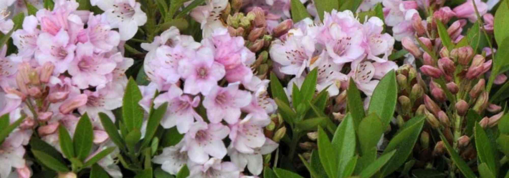 7 dwarf shrubs to grow in pots on an east-facing balcony