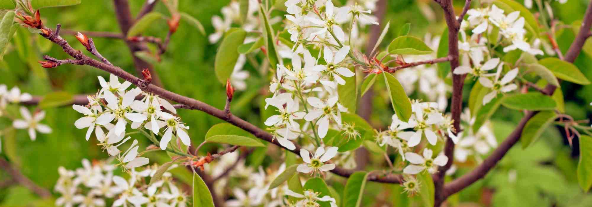 8 very hardy shrubs resistant to frost