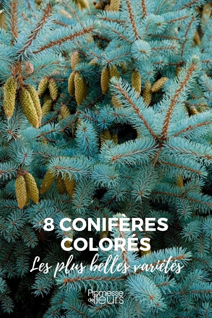 8 Colourful Conifers