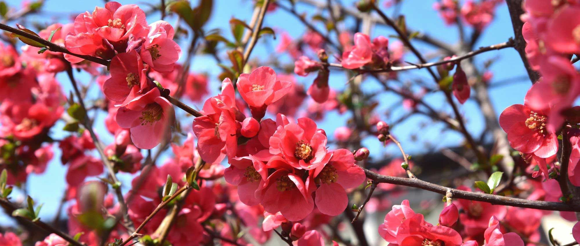 10 bushes with early spring flowering