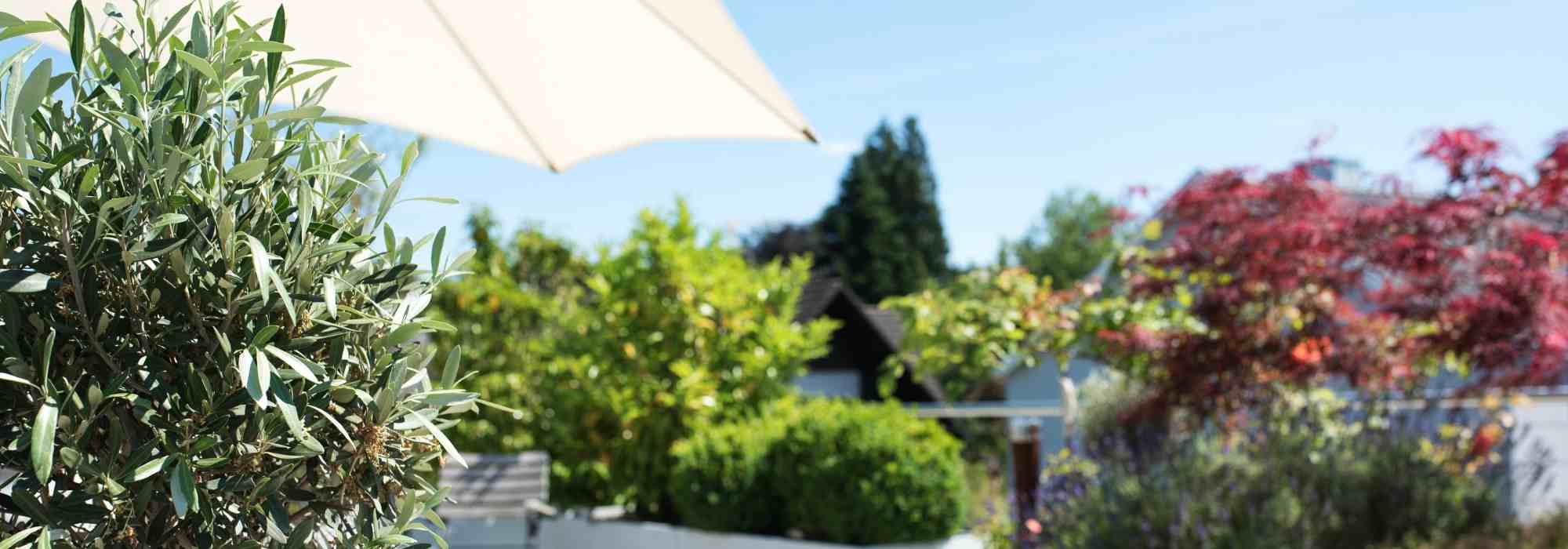 8 dwarf shrubs to grow in pots on a west-facing balcony