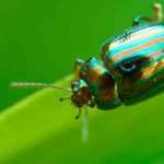 Leaf beetles