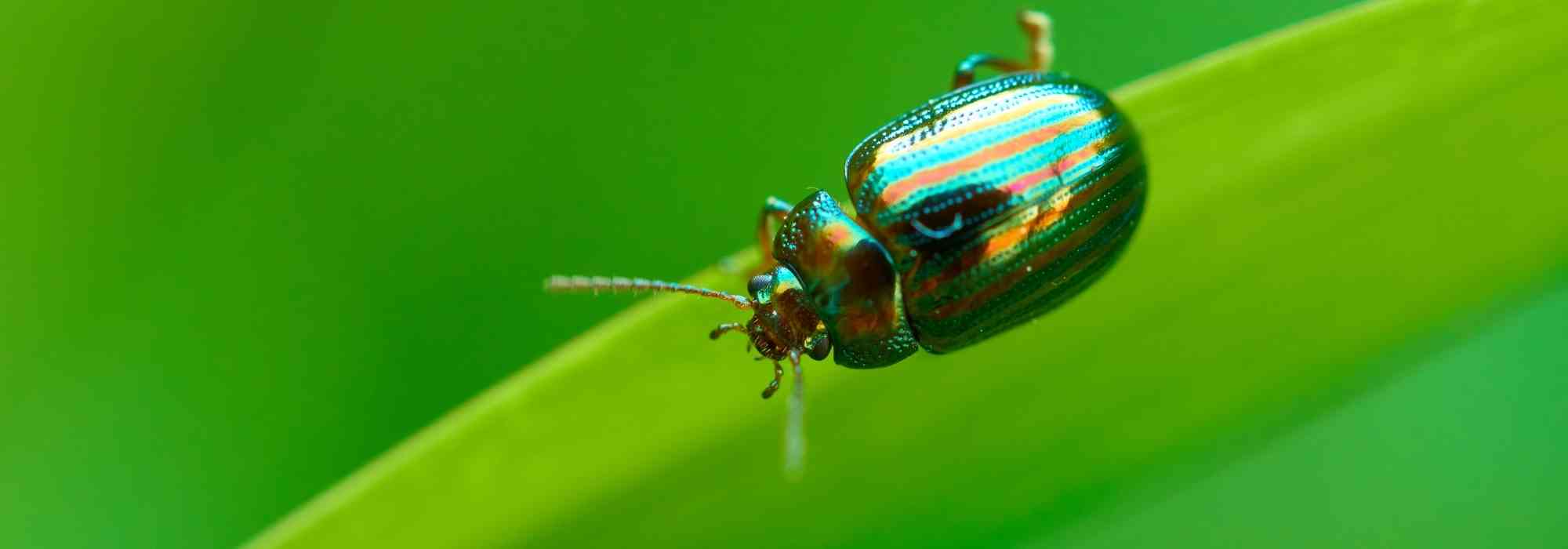 Leaf beetles