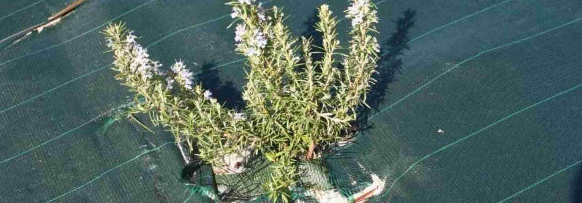 How to choose and lay a weed-control membrane?