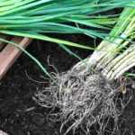 How to plant out leeks in the vegetable garden?