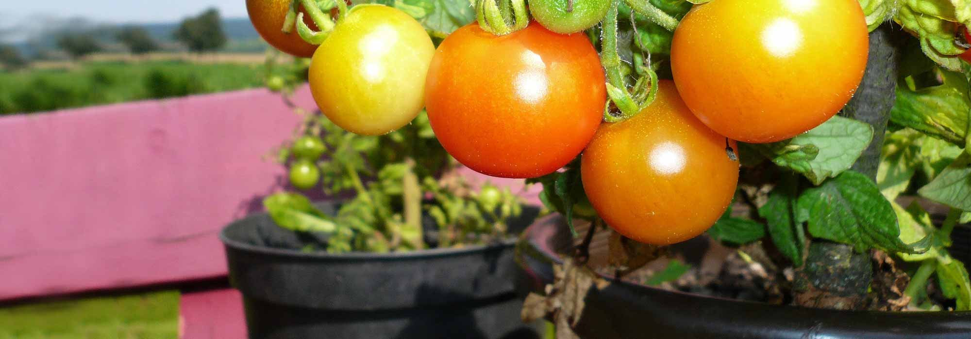 To grow tomatoes in pots
