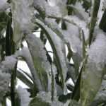 How to overwinter oleander?