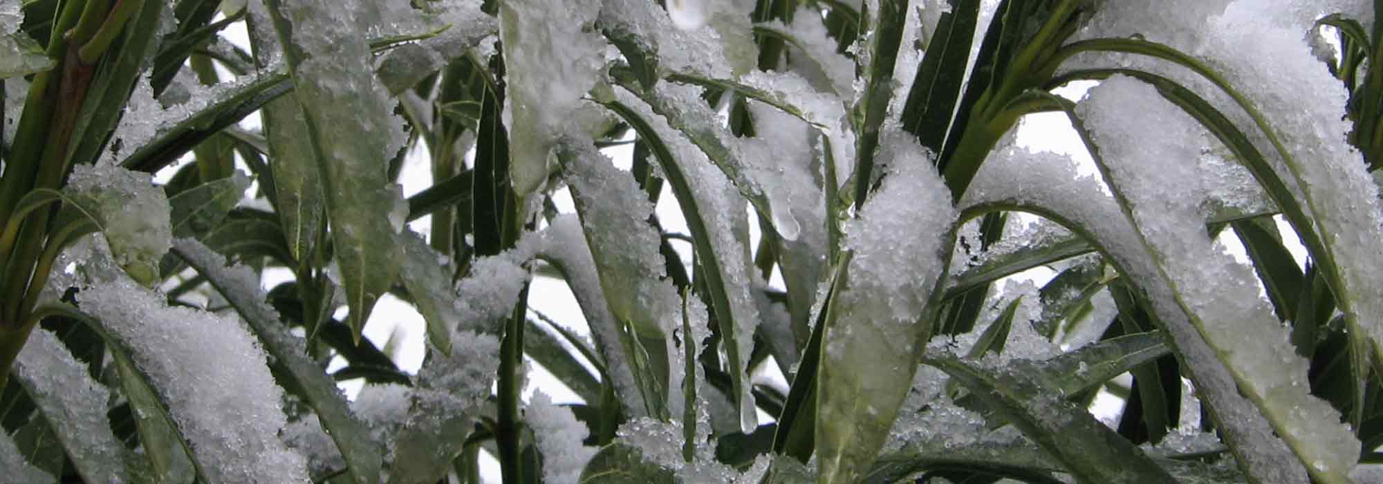 How to overwinter oleander?
