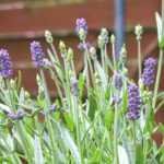 Growing lavender in a pot