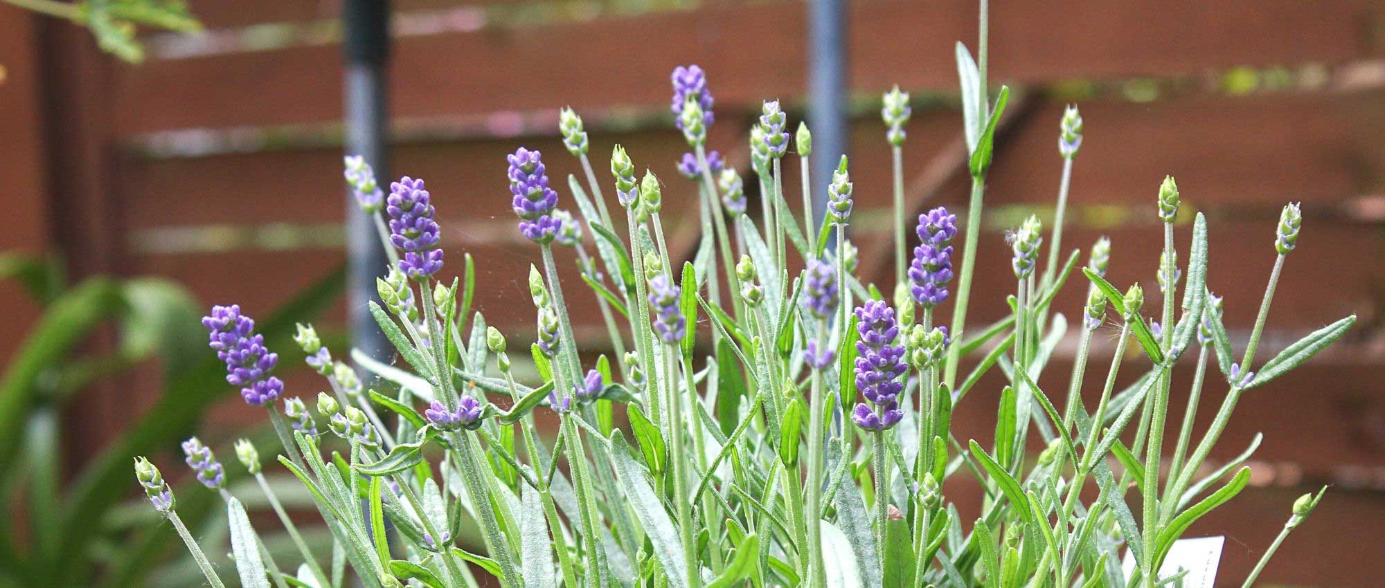 Growing lavender in a pot