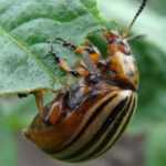 Colorado potato beetle: identification, damage and natural treatment