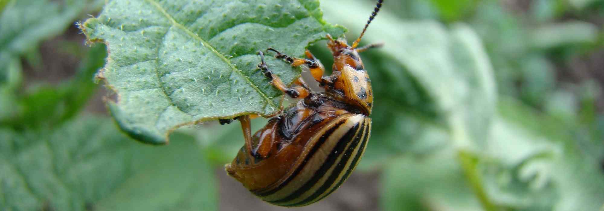 Colorado potato beetle: identification, damage and natural treatment