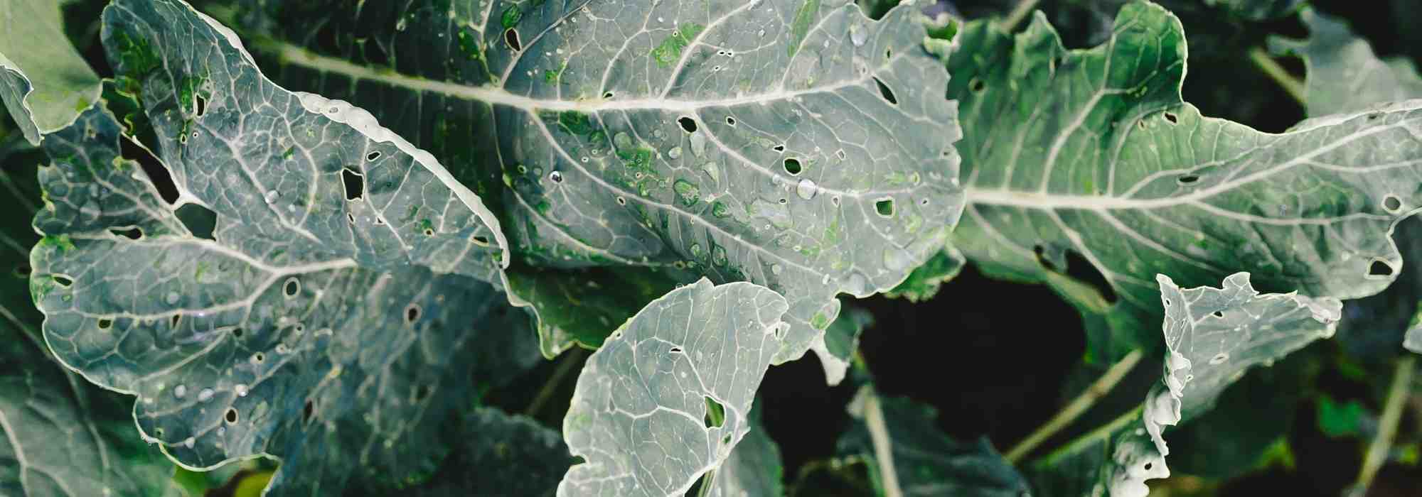 How to control flea beetles and protect cabbages?
