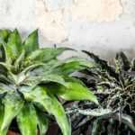 Mangave: Planting, Growing, and Care