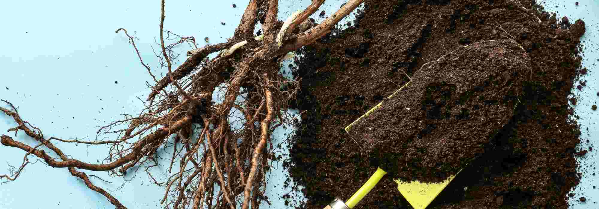 When and how to heel in before planting?