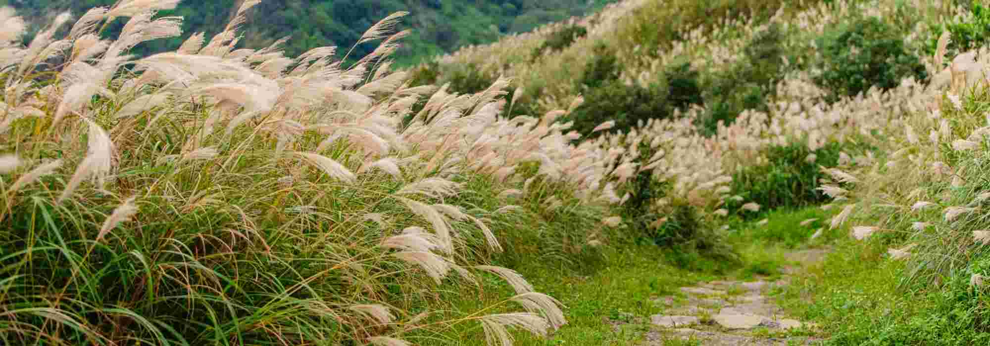 9 ideas for pairing Miscanthus