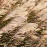 How to choose a Miscanthus?