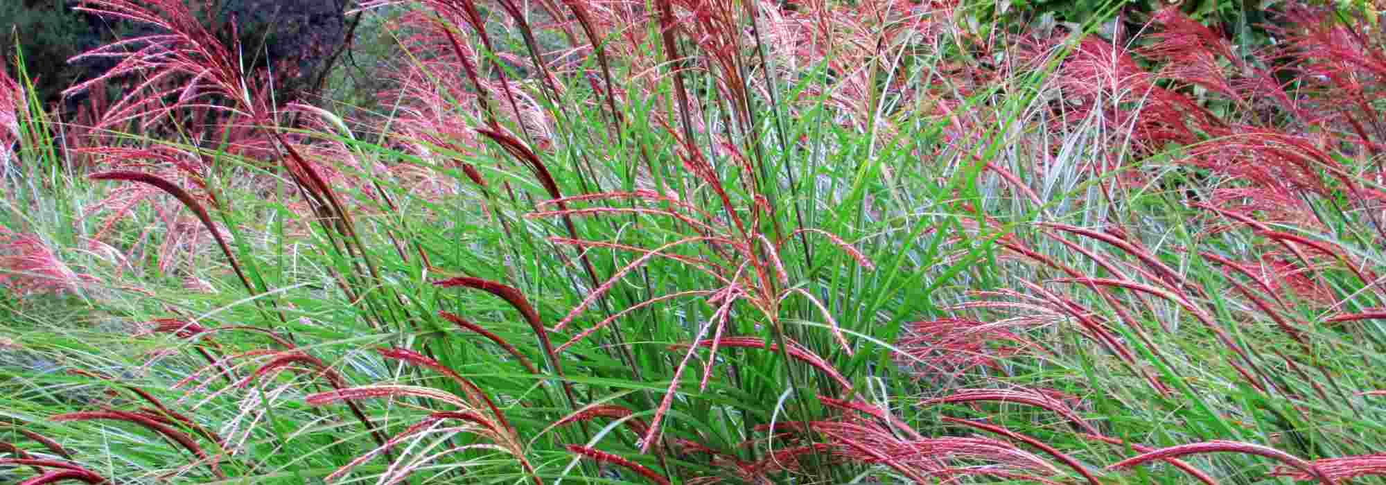 Miscanthus: best varieties