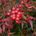 Nandina, Sacred bamboo: 5 ideas for plant pairings