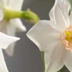 5 dwarf narcissi with unusual flowers to discover