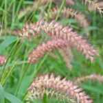 Pennisetum: buyer's guide