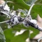 How to control woolly apple aphid on apple trees?