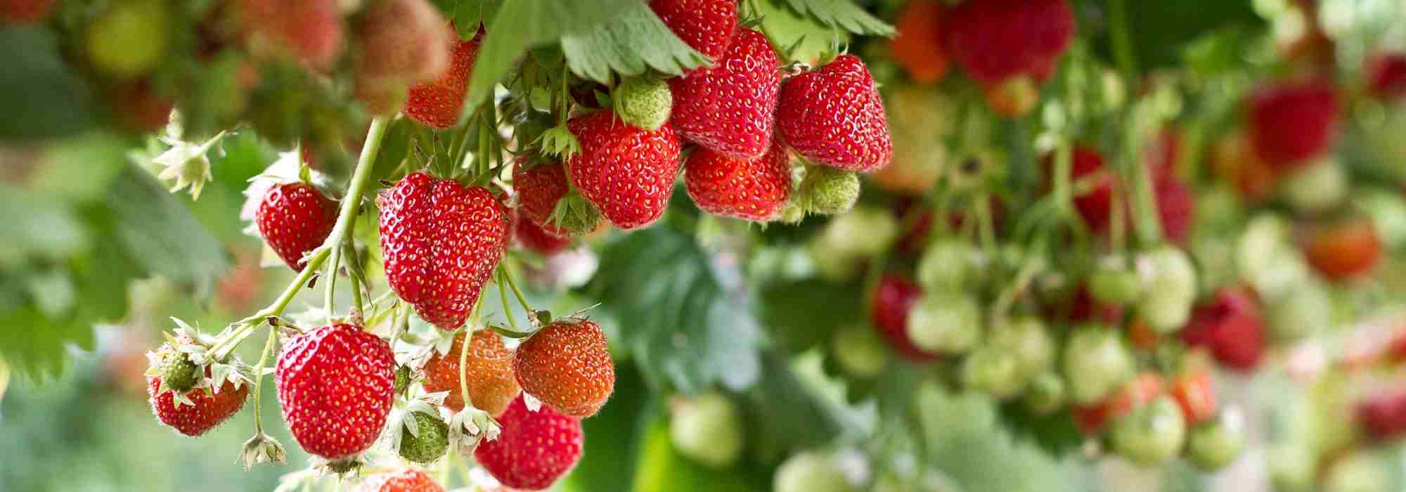 How to renew your strawberry patch?