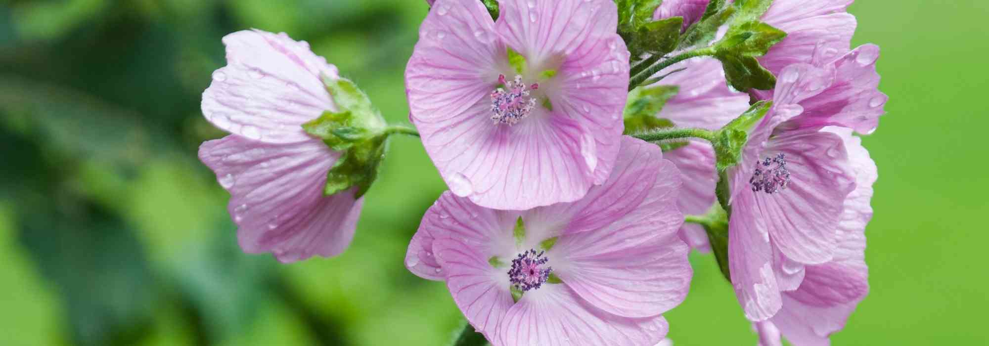Sidalcea: planting, growing