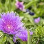 Stokesia: planting, cultivation, and care