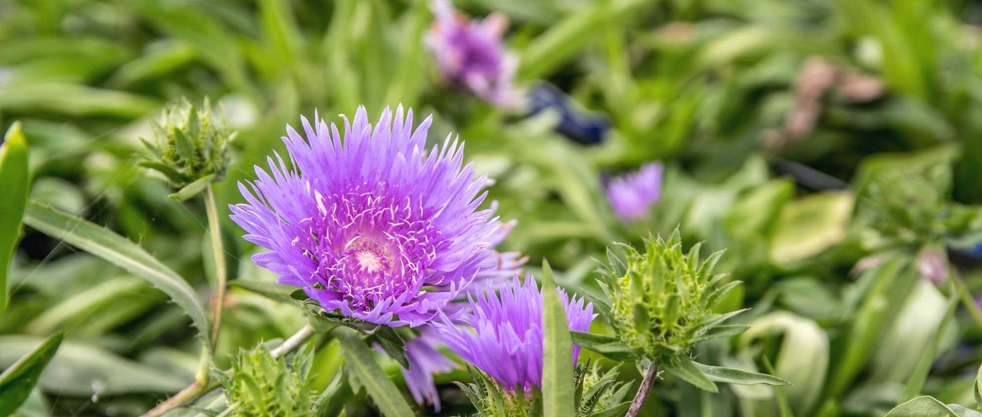 Stokesia: planting, cultivation, and care