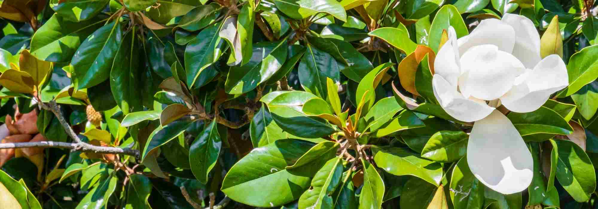 7 trees for an urban garden