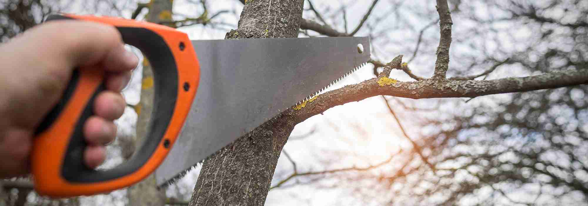 When and how to cut a large tree branch?