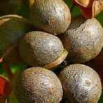 7 exotic vegetables to discover