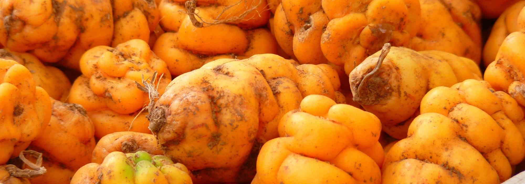 7 uncommon root vegetables