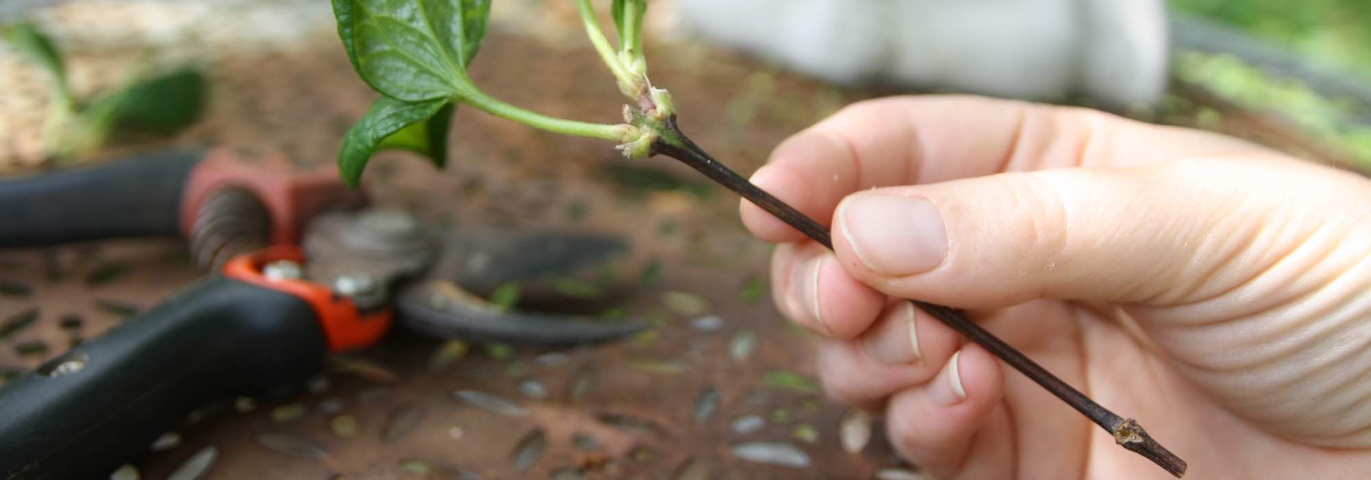 Root-related activators: an asset for propagation by cuttings
