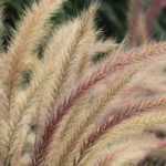 Pennisetum: 7 ideas to pairing them