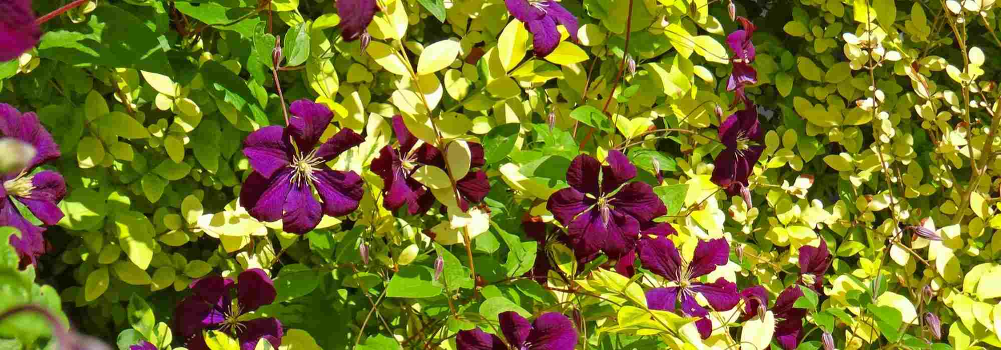 8 climbing plants to grow on a tree