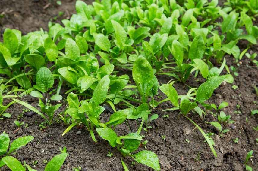 sowing spinach