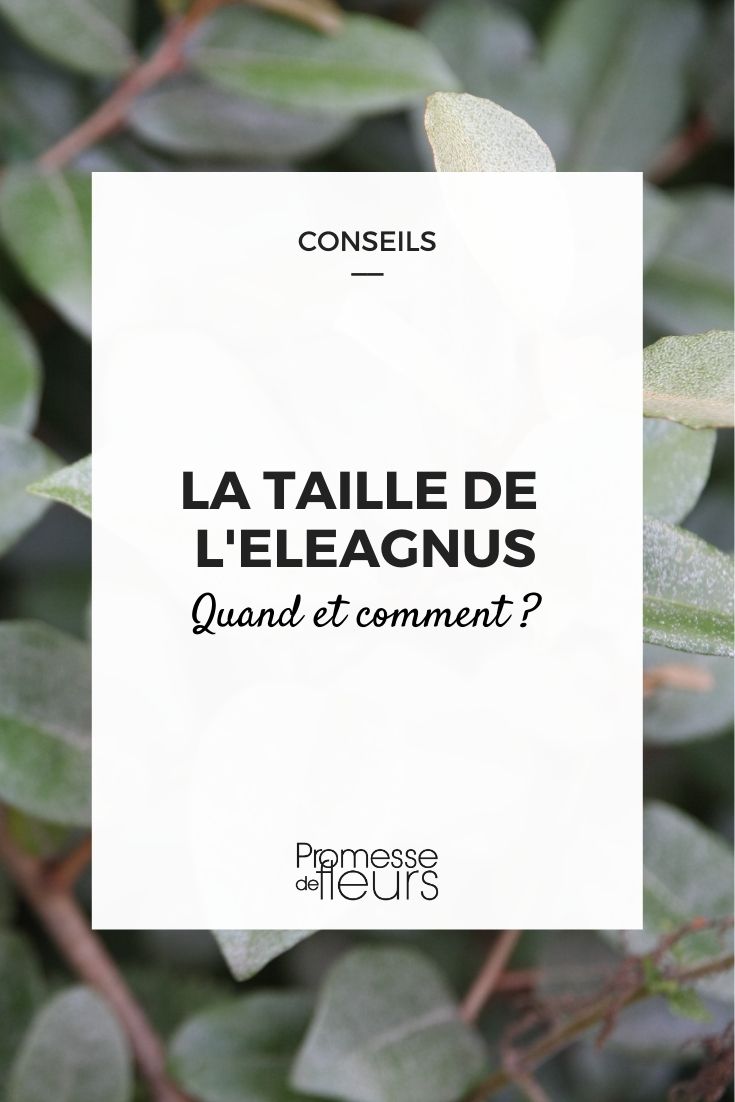 Pruning an Elaeagnus