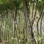 How to plant and maintain a living willow hedge?