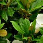 10 magnolias with evergreen foliage