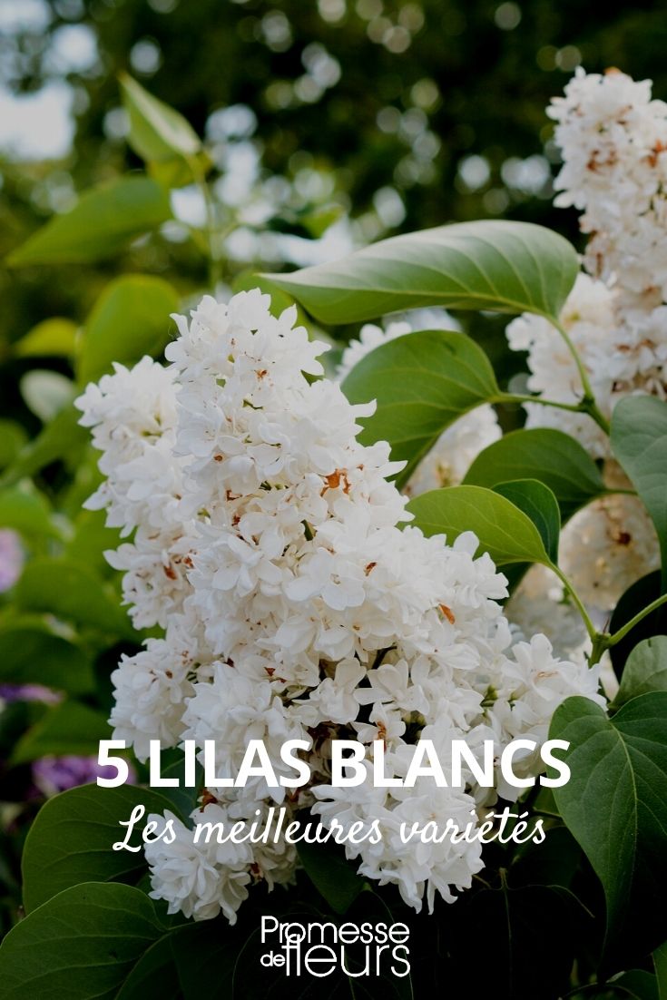 5 white lilacs