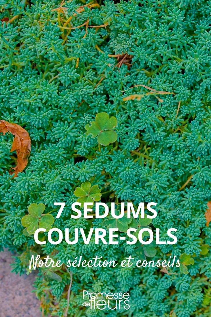 7 Ground-Covering Sedums