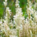 Andropogon: planting, growing and care