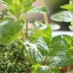 7 essential aromatic plants