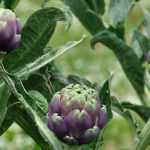 How to choose the right artichoke?: buyer's guide