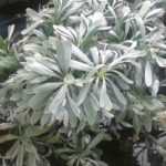 To bottom-water a plant