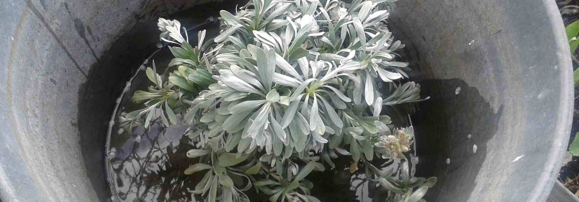 To bottom-water a plant